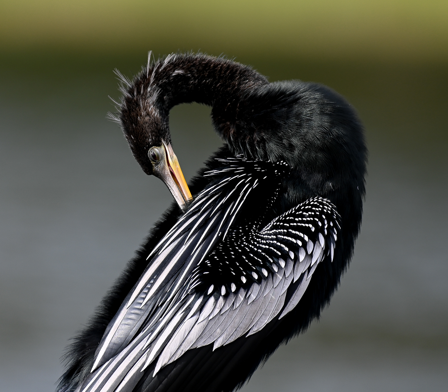 2nd PrizeOpen Nature In Class 2 By Samantha Scullen For Anhinga FEB-2024.jpg